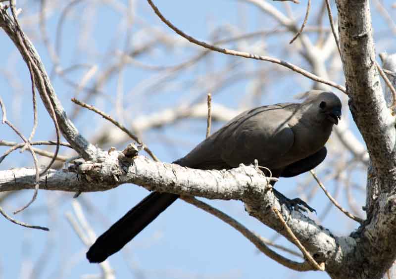 Grey Co-Away - parque nacional de Etosha - Namibia.jpg